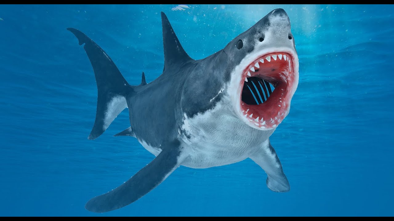 Animated Great White Shark 3D Model