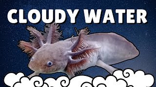How to Fix Cloudy Aquarium Water for Axolotls