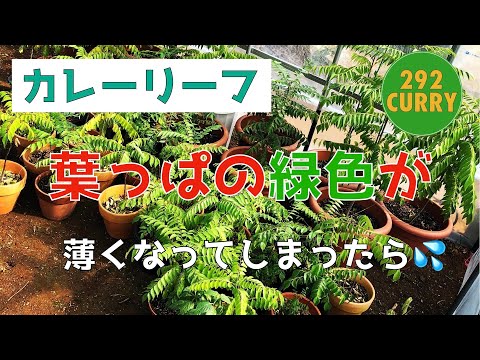 カレーハーブ 植物