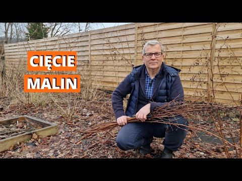 Cięcie malin jesiennych. Jak ciąć maliny jesienne, a jak letnie?