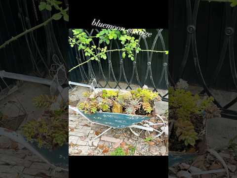 園芸 ガーデンセダム