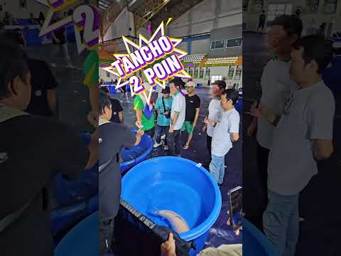 HOUSEHOLD FISH BECOME CHAMPION #megajumbo #pakankoi #ikankoi #koijepang #kolamkoi #kohaku #showa