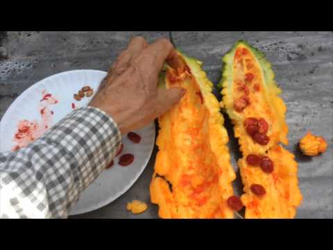 BITTER MELON - HOW TO SAVE SEED   (OAG 2015)