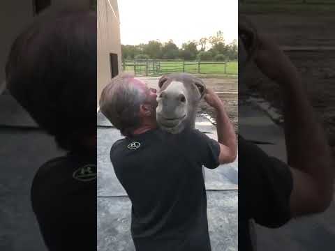 Man Cradles Donkey to 'Over The Rainbow'