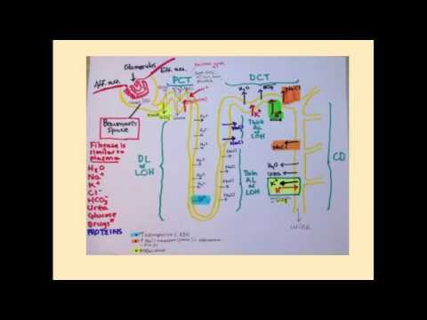 Sodium Imbalances - CRASH! Medical Review Series