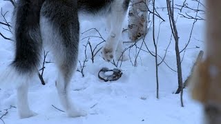 Teaching a Young Husky to Avoid Wolf Traps is a Painful Lesson