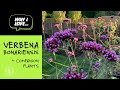Why I love Verbena Bonariensis + my top companion plants