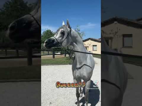 عرض مميز الفحل دي سراج ماشاء الله حصان مميز arabian satllion D SERAJ #horse #arabianhorse #arabian