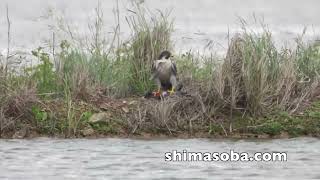 オオノスリ、シベリアハヤブサ、コミミズクなど越冬猛禽(動画あり)