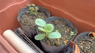 家庭菜園【食糧備蓄】いちごのランナーを切り離しました