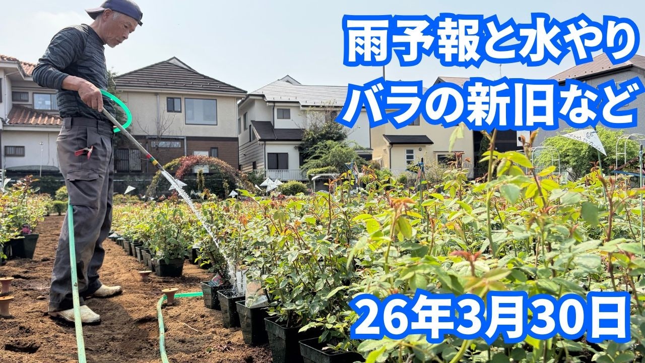 2026年3月30日のバラ苗の様子　2年生大苗/雨予報と水やり/パテント苗/オールドローズ/品種の個性/新苗ハウス/新苗の選び方/古い品種は愛されてきた品種/最新品種や昔の品種/篠宮バラ園