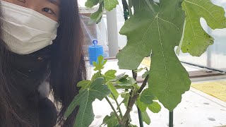 [서유채Farm - 14편] 아쿠아포닉스로 키운 무화과나무