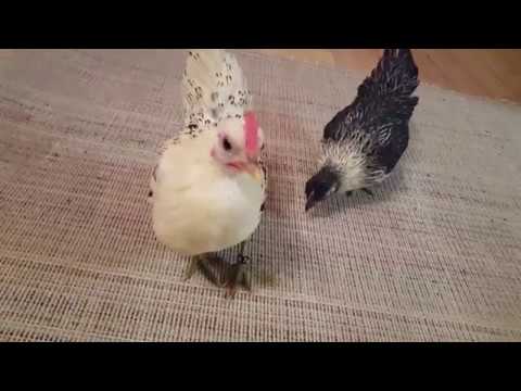 , title : 'Ayam Serama Hühner  Kleinste Huhn der Welt'