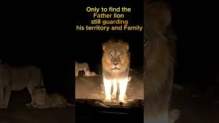 Download lagu You Never Mess with Father Lion #lion #music #bgm mp3