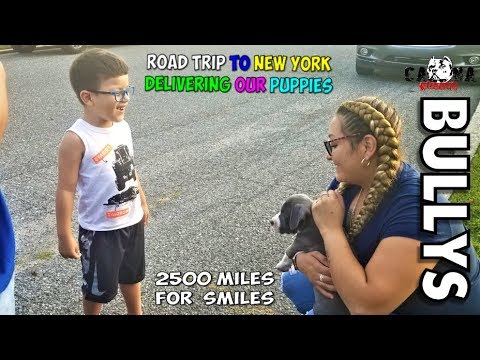 He Just Got His First American Bully Puppy - (His Reactions was Priceless)  NY Road Trip   Part 1 Video