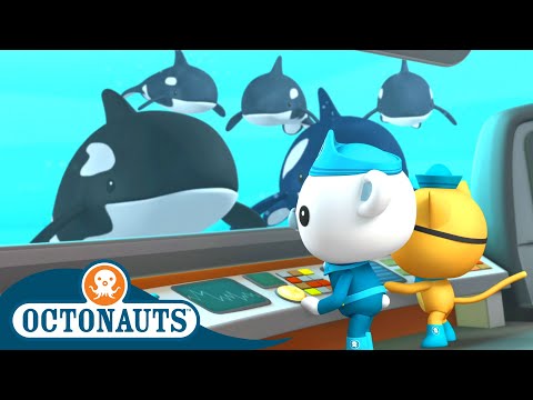 Finding Orcas and The Midnight Zone