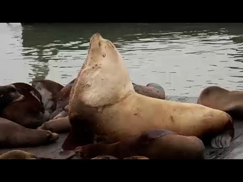 Video Thumbnail: Seelöwe „Chonkers“ lockt Menschenmengen in San Francisco an
