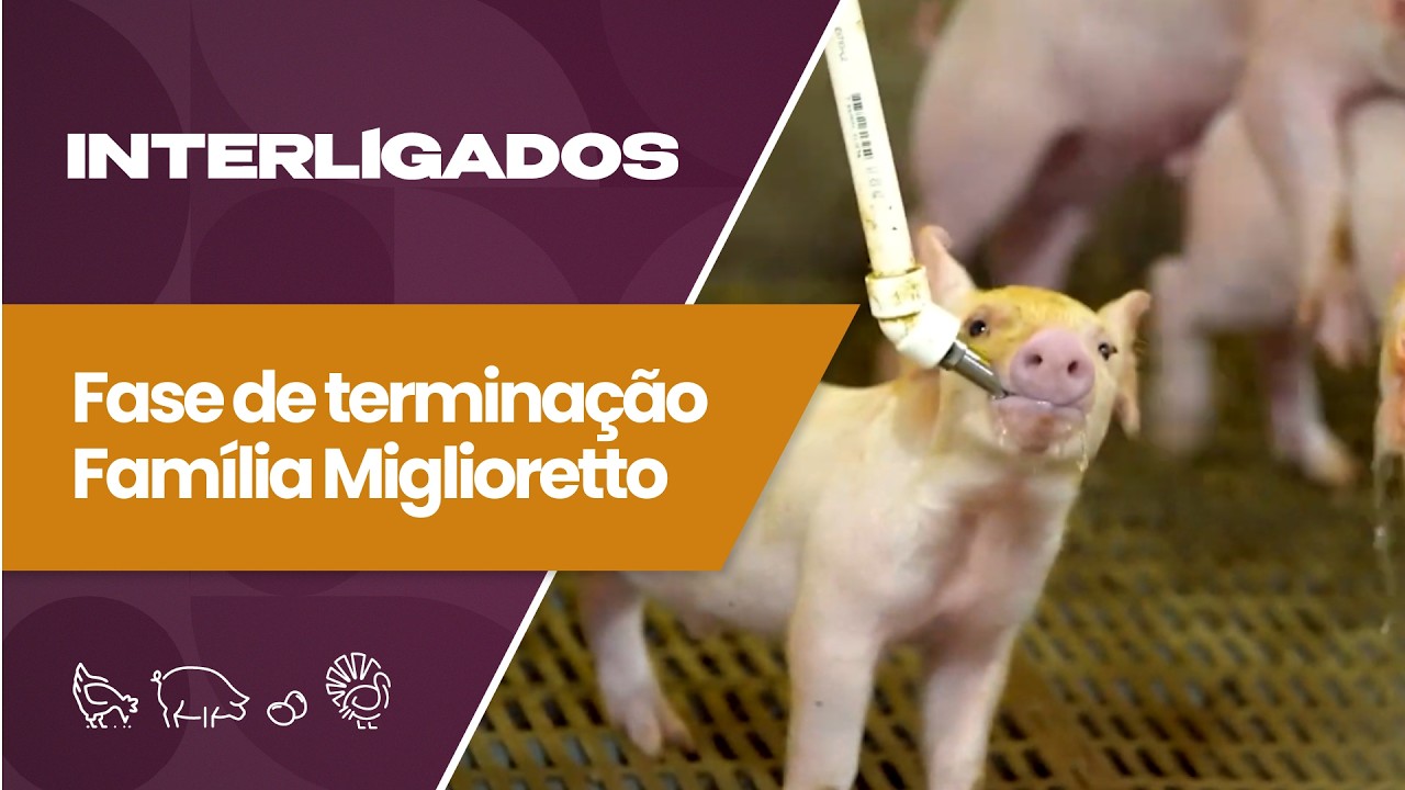 Nutrição na terminação de suínos exige atenção para evitar desperdícios | Interligados