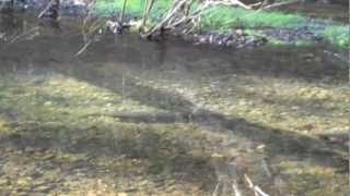 Steelhead in Lagunitas Creek - Salmon Protection And Watershed Network