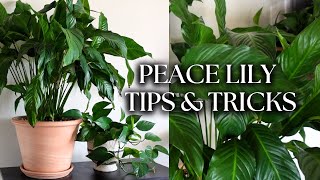 Repot my ROOTBOUND PEACE LILY with me