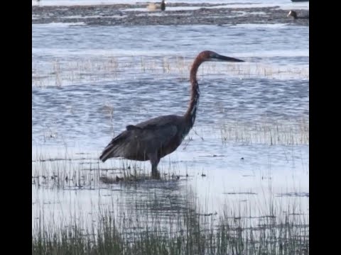 Goliath Heron - Birding Garden Route