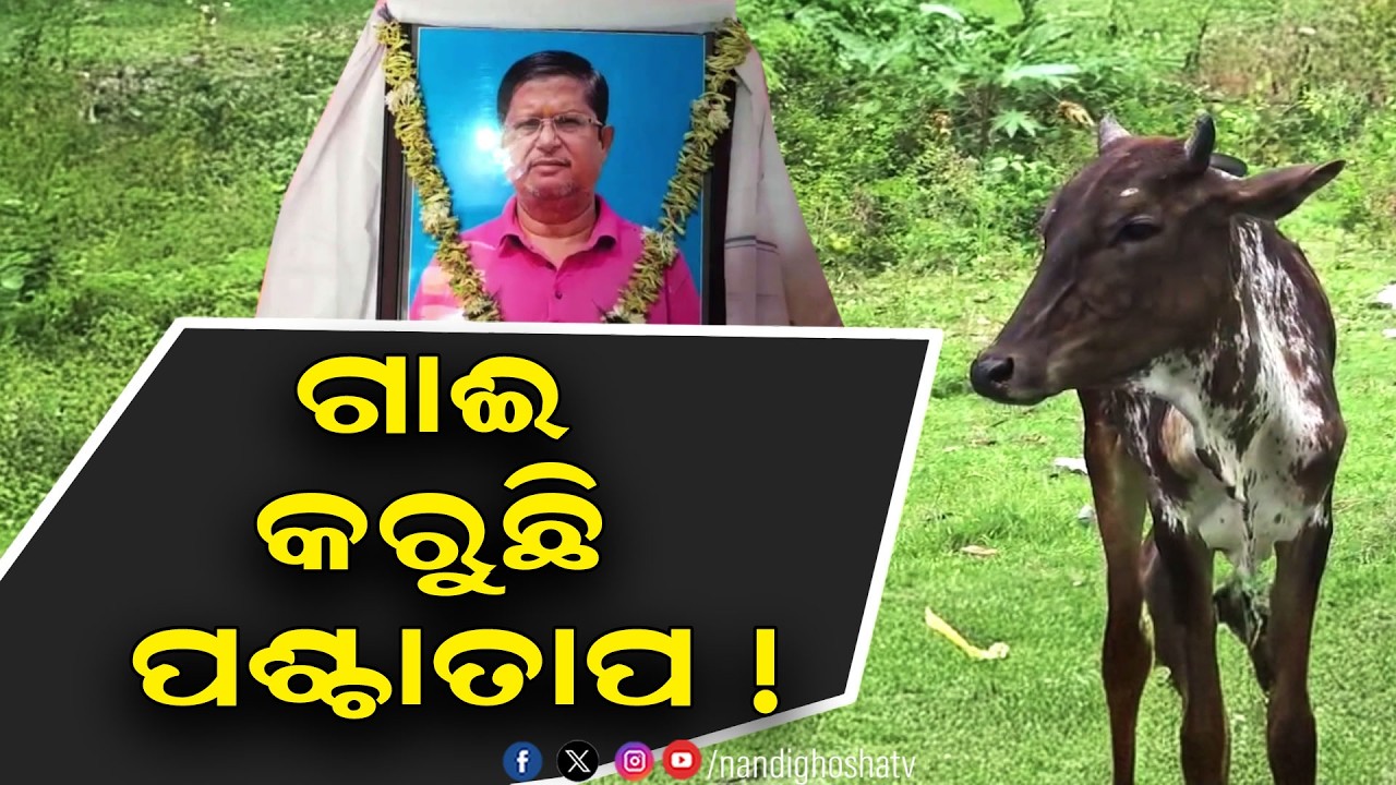 ଭୁଲରେ ଧକ୍କା ଦେବାରୁ ଚାଲିଗଲା ମାଲିକ ଜୀବନ, ୧୪ ଦିନ ହେଲା କି?