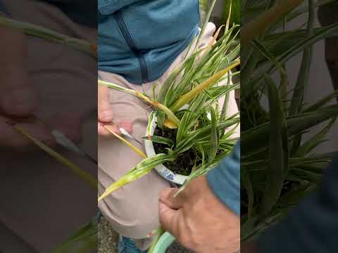 園芸 枯れ葉に関するよくある質問