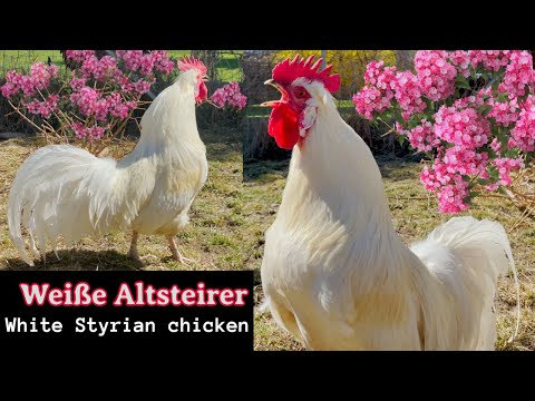 Amazing "White Styrian" rooster crowing - The Styrian or Altsteirer, is ancient chicken from Austria