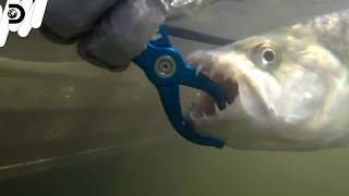 【アフリカのぬし釣り】ワニの歯を持つ肉食魚 “タイガーフィッシュ”を釣れ in ザンビア  / 世界辺境フィッシング Ep2 [FULL]  (ディスカバリーチャンネル)