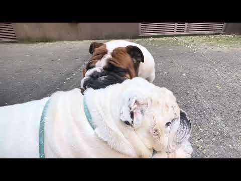 Head rest @jwalterwhite #bulldog #dog #nyc