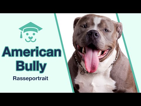 American Bully im Rasseportrait | Eine harte Schale, weicher Kern?