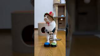 🍉『おやつちょうだい』　#かわいい #cat #もんちゃん #cute #猫動画 #ねこ #ネコ #猫のいる生活 #元野良猫 #賢い猫 #保護猫 #猫の散歩 #cutecat