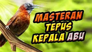 Download lagu masteran tepus kepala abu nembak kasar,  joss untuk burung lomba / video daun hijau tertiup angin mp3