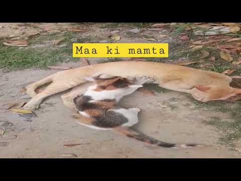 Maa ki mamta #cute cat #cat #viral #shorts #shortsvideo