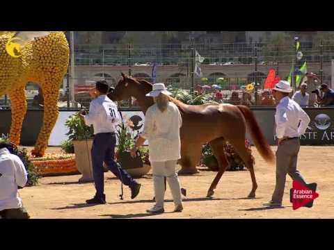 N.31 D JAWAHER - MENTON 2017 - Fillies 2 years old (Class 2A)