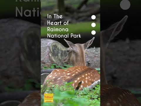 Witness The Spotted Deer of Bodoland