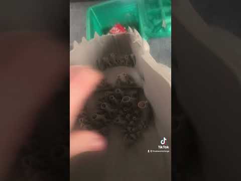 Godzilla brains #3dprinting #crunchy #anatomy