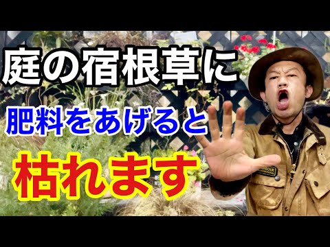 クリビアの肥料は何ですか？どうやって花を咲かせるのですか？  庭園