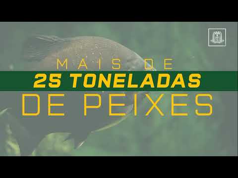 'VG Peixe Santo' tem nove pontos de venda e o mesmo preço do ano passado