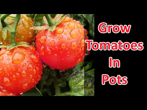Solutions To Blossom End Rot In Tomatoes etc