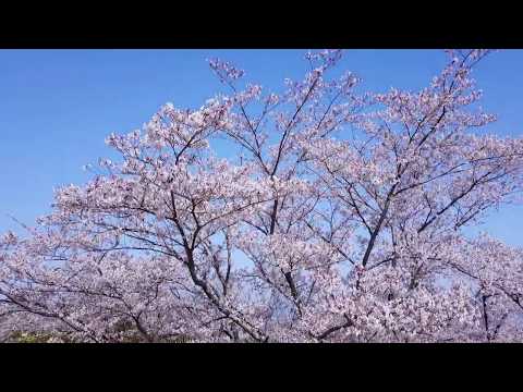 西部公園／ Seibu Park