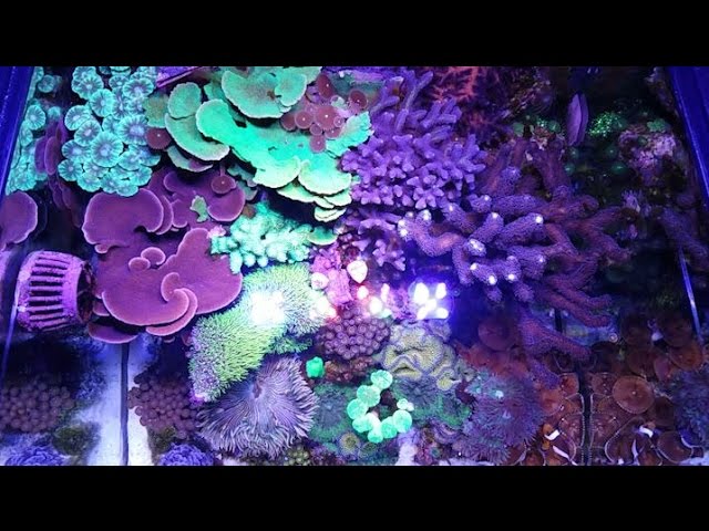 [37] Miracle Mud Update on the 30 Gallon Reef Tank
