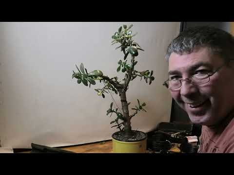 Crassula ovata zweiter Teil 2023- 5