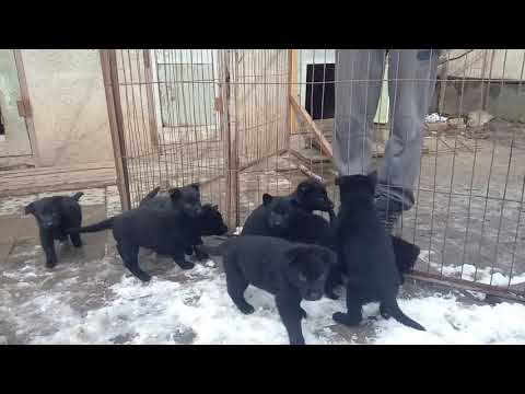 Питомник немецкой овчарки рабочей линии "Schwarzer Fluss"Возраст щенков 41день.(German Shepherd Dog)