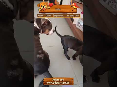 Vídeo de Walle