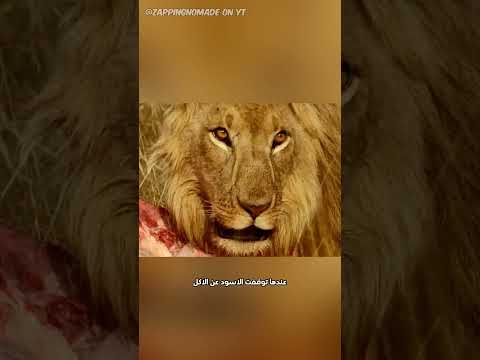 سرقة وليمة الأسود🔥!