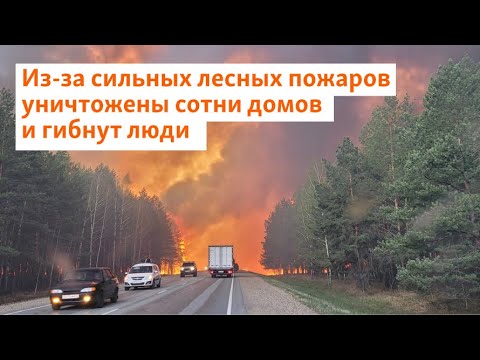 Из-за сильных лесных пожаров уничтожены сотни домов и гибнут люди | Сибирь.Реалии