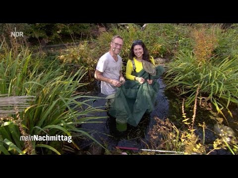 NDR My Afternoon – How to clean your garden pond properly
