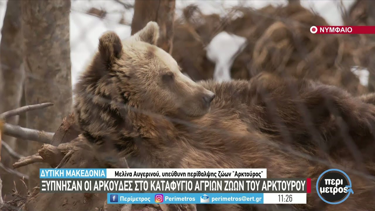“Ξύπνησαν” οι αρκούδες στο Νυμφαίο  | 30/03/2022 | ΕΡΤ