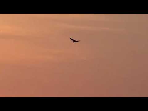 Mark Knopfler, Time Will End All Sorrow